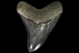 Serrated, Fossil Megalodon Tooth - Bluish-Grey Enamel #89797-2
